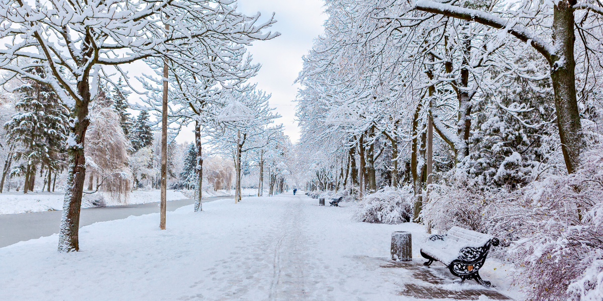 Snow-covered park path lined with frosted trees and an iron bench