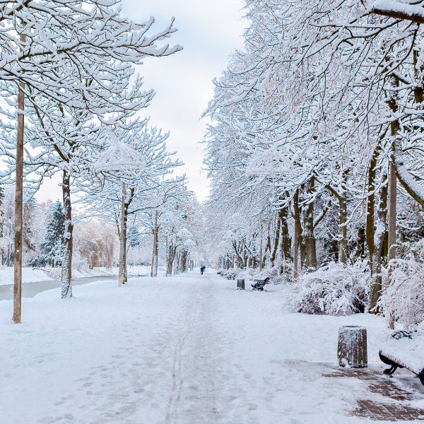 Snow-covered park path lined with frosted trees and an iron bench