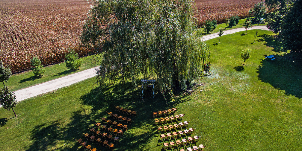 Aerial view of rows of wooden chairs set under a large willow tree beside a cornfield
