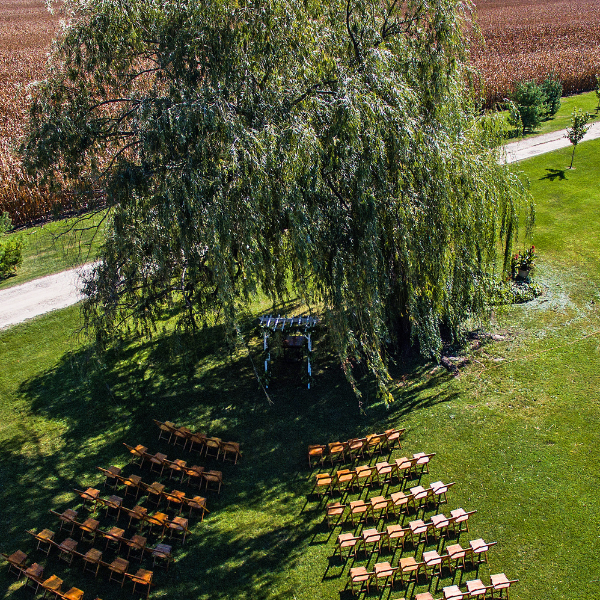 Aerial view of rows of wooden chairs set under a large willow tree beside a cornfield